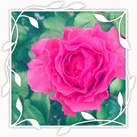 Flamant Rose